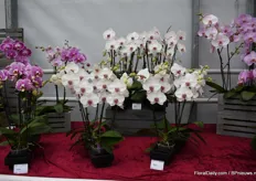 Another highlight at Hassinger’s booth is Macy1. It is a phalaenopsis for 12 cm pot with big flowers. Special about this variety is that the distance from the leaves to the flowers is shorter than usual. “Now, you can have a really short big flowering plant”, Jasmin Hassinger says.
